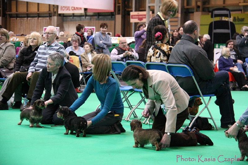 Crufts2011_2 1398.jpg